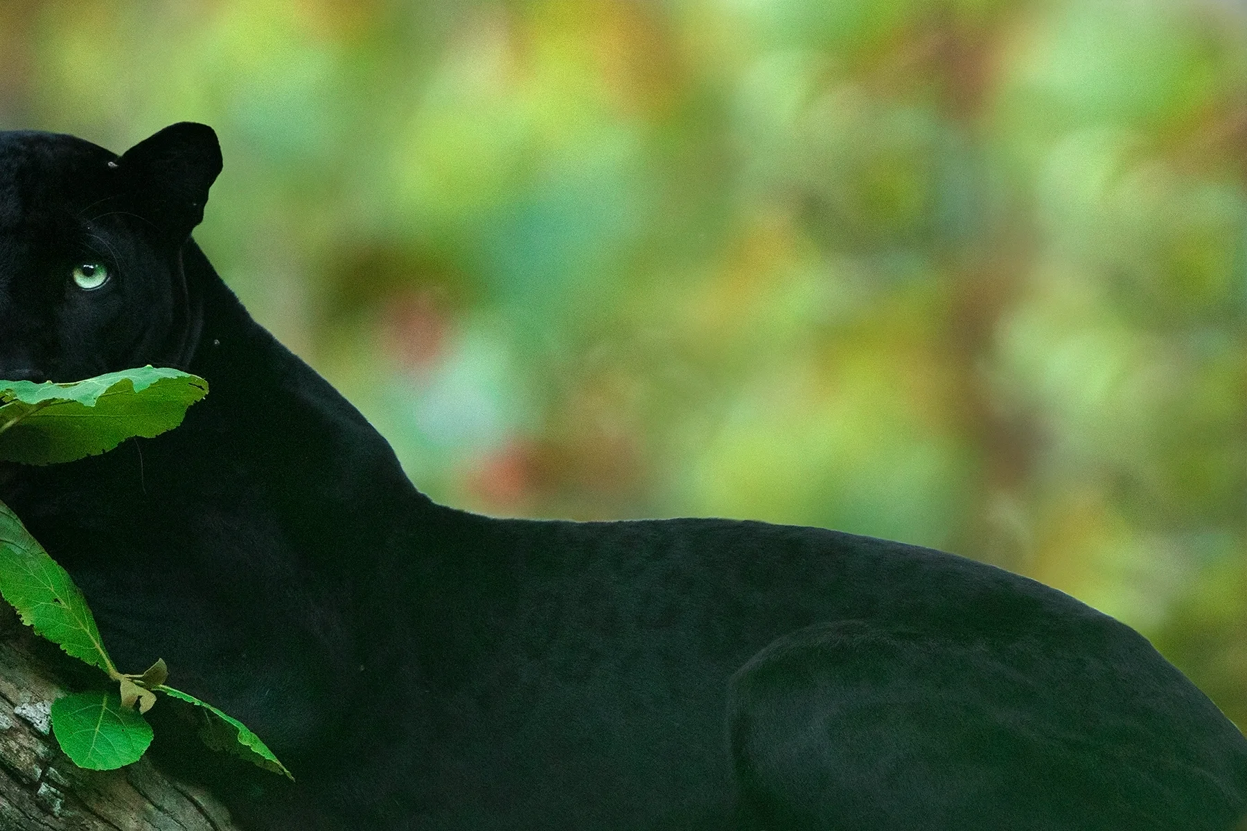 Black panther resting on a branch